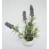 28CM / 11 LAVENDER IN CERAMIC POT.