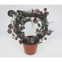 13CM(D) X 23CM(H) ROSARY VINE IN ROUND SHAPE ON BROWN PLASTIC POT.