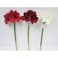 26 / 66CM MPC AMARYLLIS SPRAY.