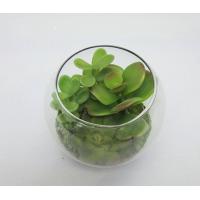 4D X 4H SUCCULENT ARRANGEMENT IN GLASS POT (10cmD X 10cmH)